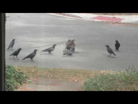 Vulture vs Crows