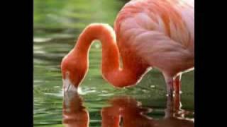 HERB ALPERT & THE TIJUANA BRASS - "Flamingo" (1966)