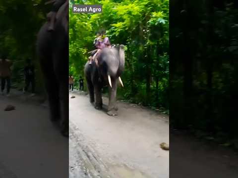 elephants video, hati, goj, mahispoti, mohes, oirabot, hosti #viral #shorts #funny #foryou #animals