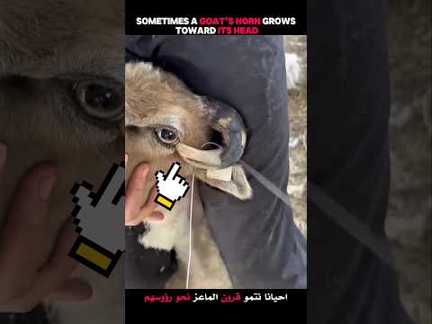 He saved her in an amazing way #viralshorts #viralytshorts #shorts #animalshorts #ytshorts #wildlife