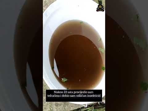 CBD I CBG industrijska konoplja Part #3 /Organski uzgoj/ Topiranje i zaštita sa koprivom