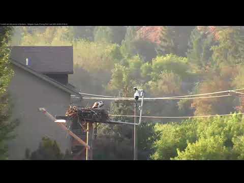 Lele's Second Flight, August 5, 2018 | Hellgate Ospreys Cam 2