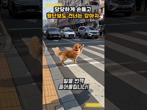 손들고 횡단보도 건너는 강아지 #썰  #드라마