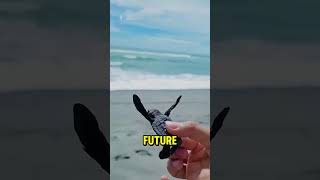 Never Help A Baby Turtle On The Beach! 🐢😣 #usa #shortsusa #youtubeusa
