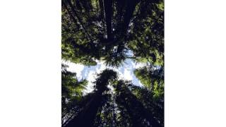 mun &amp; sol | lavender &amp; dandelion