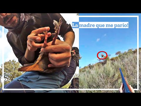 🔴 Caza de Perdices Salvajes 𝐚 𝐥𝐨 𝐓𝐫𝐚𝐠𝐚𝐜𝐞𝐭𝐞