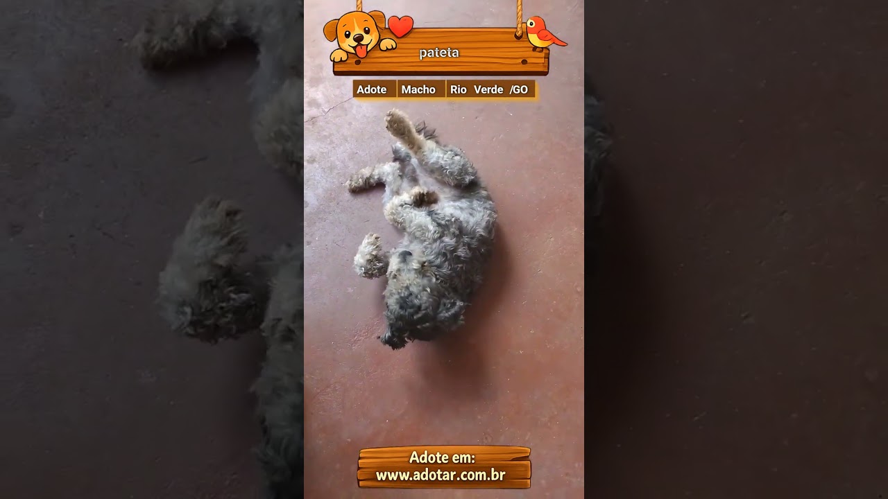 Cachorro raça Poodle idade 2 a 6 meses nome pateta