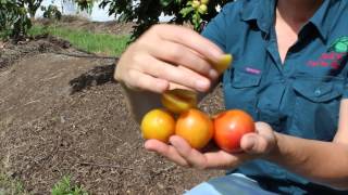 Dwarf Plum Tree Grafted - Gulf Gold Fruit Tree - Ripens @ Christmas Time