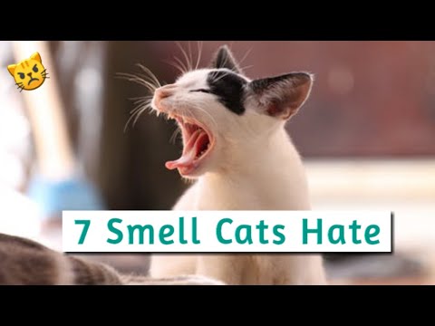 7 Smells Cats Hate the Most | What Smell will Repel Cats? Smell that Cats Hate #repellent