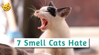 7 Smells Cats Hate the Most | What Smell will Repel Cats? Smell that Cats Hate #catrepellent