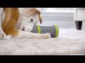 PetSafe Kibble Chase aukštųjų technologijų skanėstų dozatorius- šunų žaislas