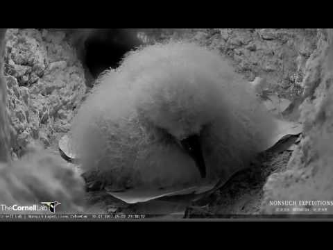 Cahow chick sneezes