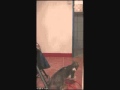 Cat Catching A Bat
