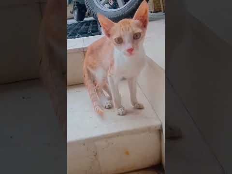 chhoti #cat #funny #cutecat 🥰😘😘😘
