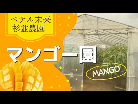 園芸 北方マンゴーの栽培と維持、同化