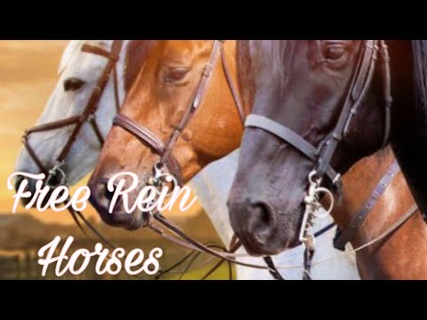 Free Rein Horses| Music Video| song: Awake At Night By Lowes