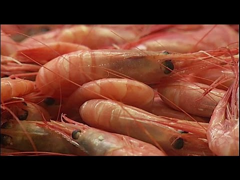 Fritt fram äta västkusträkor igen - Nyheterna (TV4)