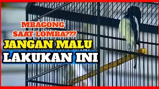 Download lagu cara mengatasi kacer mbagong saat lomba mp3 Download lagu cara mengatasi kacer mbagong saat lomba mp3