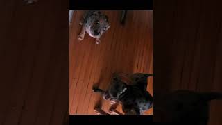 Catahoula Bulldog Puppies Videos