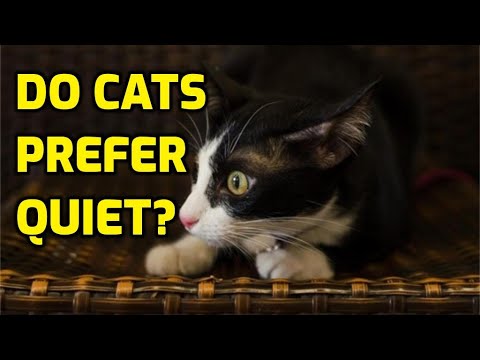 Do Cats Need Peace And Quiet?