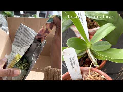 Orchid haul and Unboxing