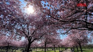 Lo spettacolo dei ciliegi in fiore alla Reggia di Venaria