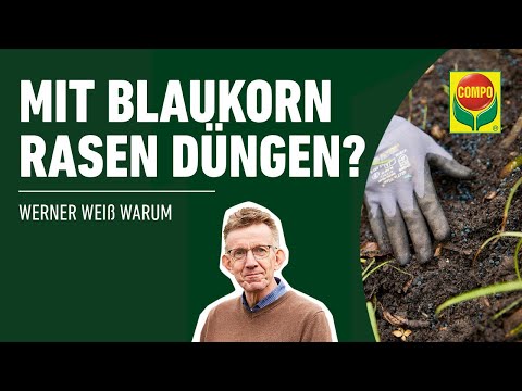 Rasen düngen - Eignet sich Blaukorn als Rasendünger? | COMPO