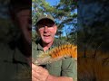 Check out these Musasa Moth caterpillars! Their color & spiky hair protect them from predators! 🌍🙌🏻