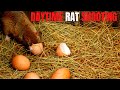 rat shooting with air rifles