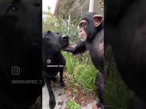 ❤️🐶🐵 #animal #ape #babyanimals #chimp #monkey #labrador #dog
