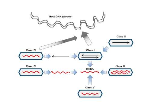 Deep Recombination: RNA and ssDNA Virus Genes in DNA Virus and Host Genomes: Video 1