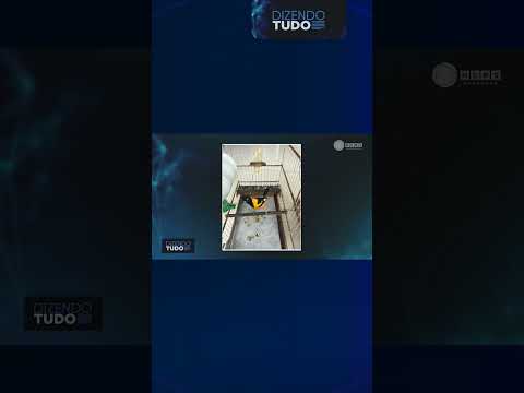 PRF resgata 27 animais silvestres e prende 14 pessoas por crimes ambientais no Maranhão