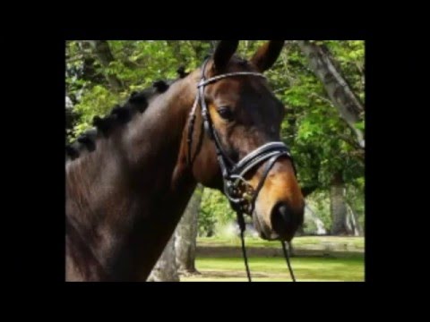 *SOLD* FEI 6 Year Old Ready, Top Potential