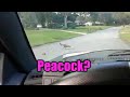 Scrap and Peacocks?