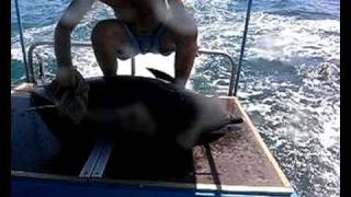 preview picture of video 'Черноморские новости   спасение дельфина borinosez'