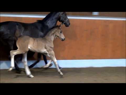 "Silvy" San Amour x Donnerschwee geb./born 23.04.18