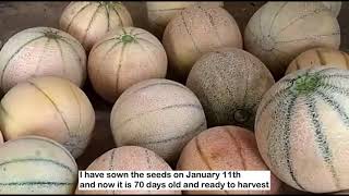 Arka Siri — A Muskmelon from ICAR-IIHR