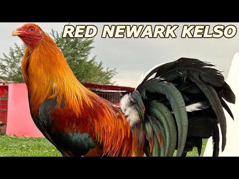 Kelso Dan Gray Roundhead RED NEWARK FARM - Beautiful Birds Farm Visit