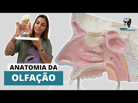 SENTIDOS ESPECIAIS - ANATOMIA DA OLFAÇÃO #14