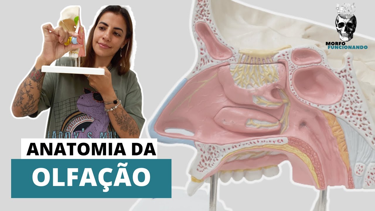 SENTIDOS ESPECIAIS - ANATOMIA DA OLFAÇÃO #14