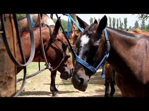 Polo in Argentina