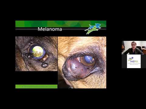 Eyelid and Orbital Disease | Veterinary Ophthalmology