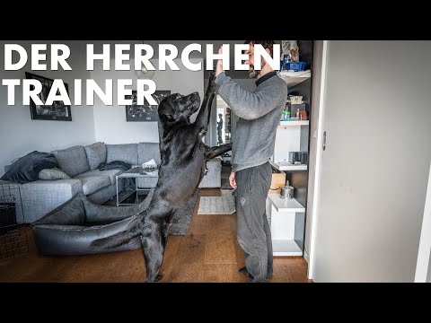 Cedric der Labrador - 182 | Der Herrchentrainer