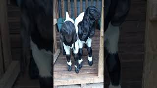 Download lagu CEMPE KAMBING PE RAS KALIGESING mp3 Download lagu CEMPE KAMBING PE RAS KALIGESING mp3