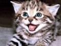 Kitten Intro