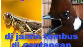 Download lagu SUARA BELALANG EMAS YG TAJAM DI SAMBUNG CILILIN; JEDA 1 MENIT; MASTERAN MURAI BATU,CUCAK HIJAU,KACER mp3 Download lagu SUARA BELALANG EMAS YG TAJAM DI SAMBUNG CILILIN; JEDA 1 MENIT; MASTERAN MURAI BATU,CUCAK HIJAU,KACER mp3