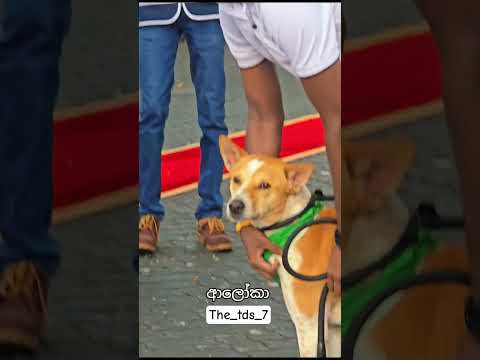 ආලෝකා 🥺❤ #alokathepeacedog #walkforpeace #walkforpeacesrilanka