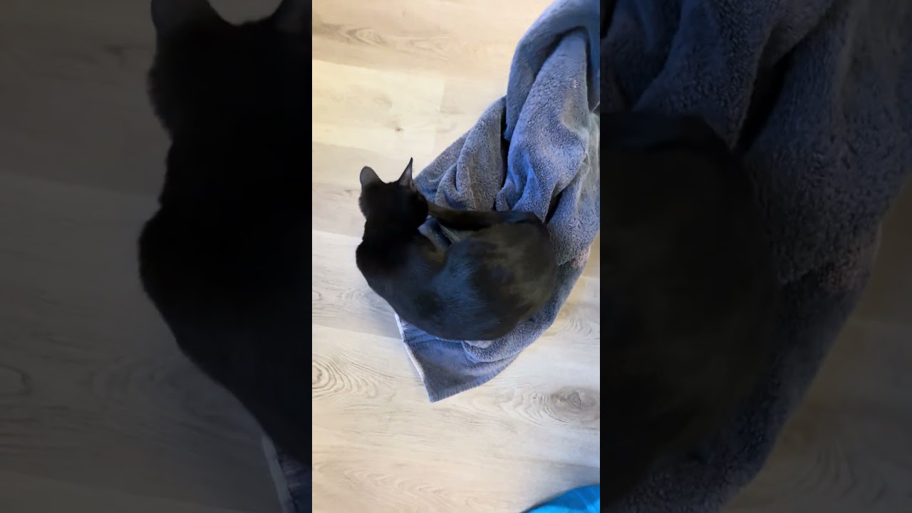 Enlarge Cocoa, a Adoptable Domestic Short Hair in Pleasant Hill, CA video 6/6