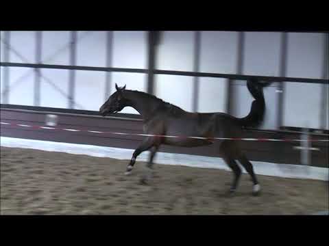 STAR APPEAL v. Stolzenberg - Contendro VB 15.000,- Euro