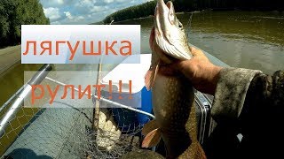 Ловля щуки на лягушку живую